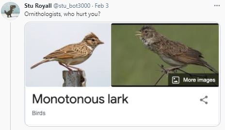 Birds - Ornithologists - Monotonous Lark.JPG